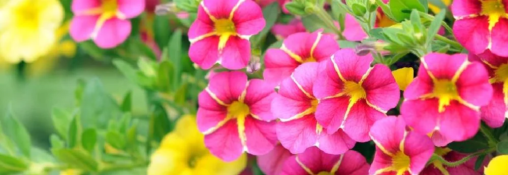 Pinke Blumen mit gelber Mitte